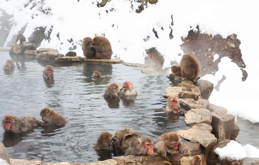 From Tokyo: Snow Monkeys and Zenkoji Temple Day Trip - Takai Shrine in a forest setting