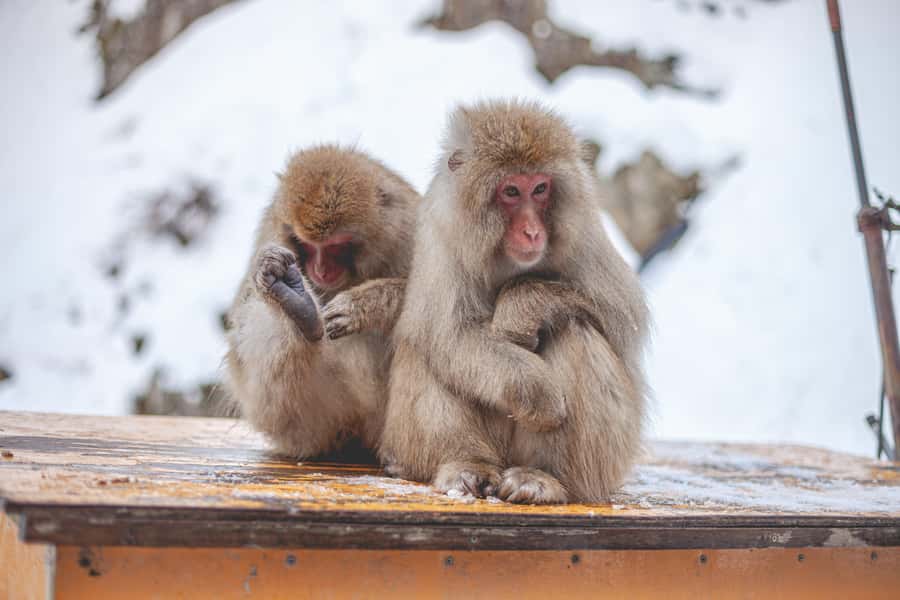 From Tokyo: Snow Monkeys and Zenkoji Temple Day Trip - Should you book this private snow monkey tour?