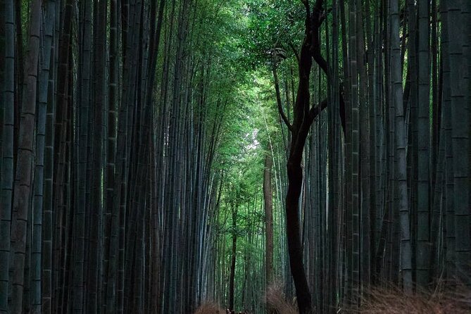 Full-Day Private Tour to Discover The Best of Tokyo - Sensō-ji and the Old Streets of Asakusa
