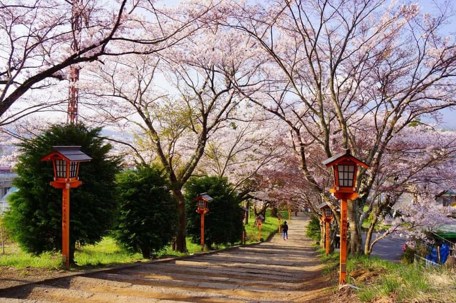 Full-Day Tour to the Picturesque Spots of Mount Fuji - Arakurayama Sengen Park and the 400-step climb