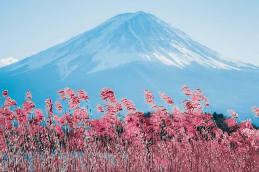 Full-Day Tour to the Picturesque Spots of Mount Fuji - Saiko Iyashi-no-Sato Nenba and its thatched roofs