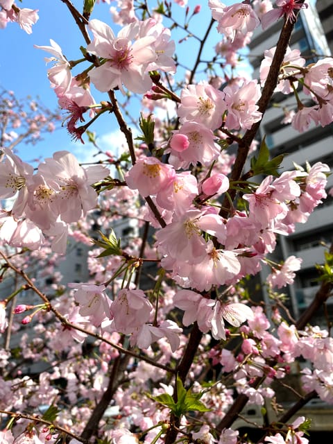 Hidden Gem Food & Drink Night Tour near Roppongi - Starting at Oslo Coffee in Azabujuban