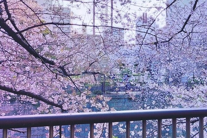 Licensed Guide Tokyo Meguro Cherry Blossom Walking Tour - Starting at Naka-Meguro and what to expect