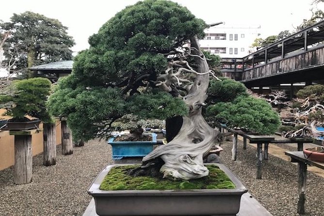 Make Your Own Bonsai with a Professional Bonsai Artist in Tokyo - The museum collection gives the lesson context