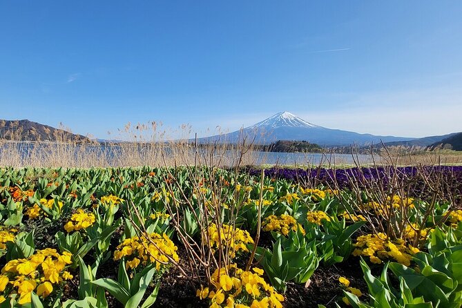 Mount Fuji Adventures Private English Tour With Hotel Pick Up - Arakura Sengen Shrine and the forested setting