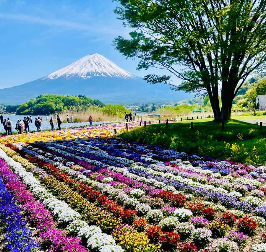Mount Fuji One Day Private Tour With English Speaking Driver - Starting early from Tokyo