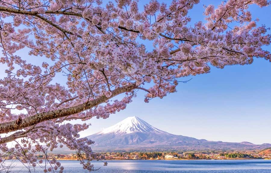Mt. Fuji 6 Attractions Tour: Lake Kawaguchi, Oshino Hakkai - Key points to know before booking