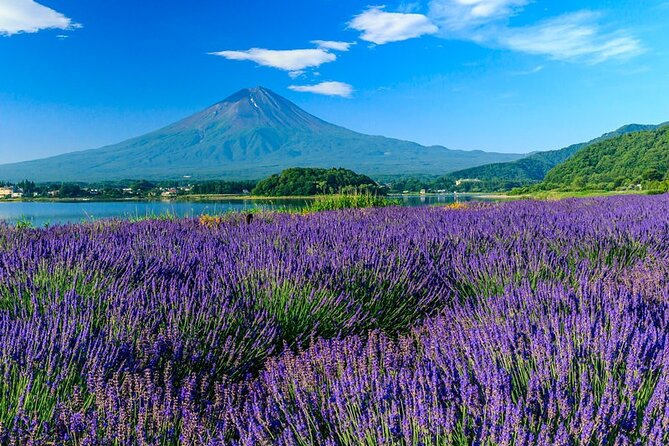 Mt. Fuji Area Tour Tokyo DEP: English Speaking Driver, No Guide - What an English-speaking driver can and cannot do