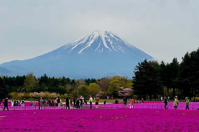 Mt. Fuji, Cherry Blossom & Shiba Sakura Pvt. Day Tour - What makes this Fuji day trip worth considering