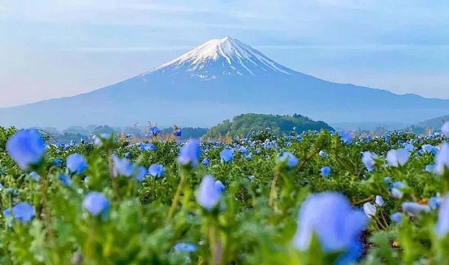 Mt. Fuji & Lake Kawaguchiko Ropeway Panorama Full-Day Tour - Matcha beside Lake Kawaguchiko