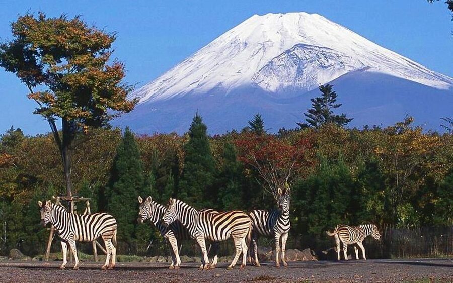 Mt Fuji : Private 10-Hour Luxury Tour by Exclusive Car - Key points before you book