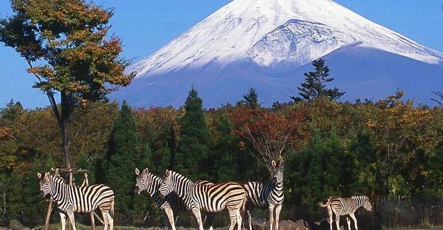Mt Fuji : Private 10-Hour Luxury Tour by Exclusive Car - Why a private car changes the Mt. Fuji day