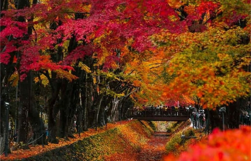Mt Fuji Top 5 Spots Day Tour: Arakurayama Park,Oshino Hakkai - Oshino Hakkai’s eight clear springs