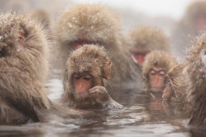 Nagano Snow Monkey 1 Day Tour with Beef Sukiyaki Lunch from Tokyo - The snow monkeys are worth the long ride