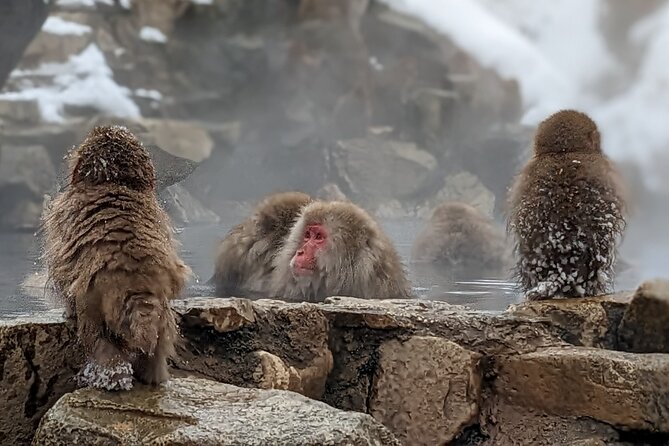 Nagano Snow Monkey 1 Day Tour with Beef Sukiyaki Lunch from Tokyo - A 13-hour day that begins near Shinjuku