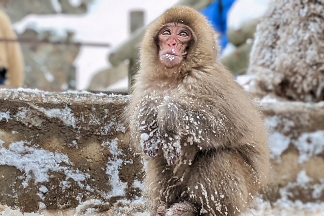 Nagano Snow Monkey 1 Day Tour with Beef Sukiyaki Lunch from Tokyo - Two hours with the macaques