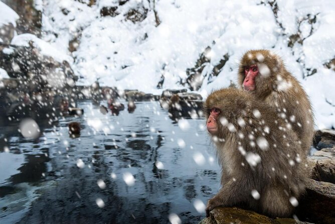 Nagano Snow Monkey 1 Day Tour with Beef Sukiyaki Lunch from Tokyo - What the $151.96 price really covers
