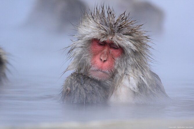 Nagano Snow Monkey 1 Day Tour with Beef Sukiyaki Lunch from Tokyo - Who will enjoy this day trip most
