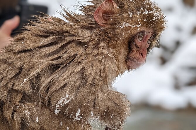 Nagano Snow Monkey 1 Day Tour with Beef Sukiyaki Lunch from Tokyo - Practical details that can make the day better