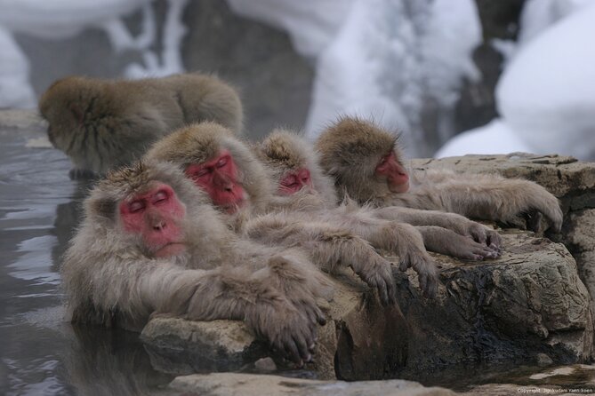 Nagano Snow Monkey 1 Day Tour with Beef Sukiyaki Lunch from Tokyo - The walk to Jigokudani is part of the experience