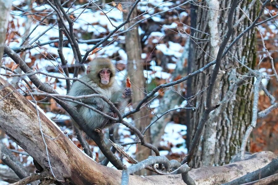 Nagano: Snow Monkeys, Zenkoji Temple & Sake Day Trip - Why the Snow Monkeys Make the Long Drive Worthwhile