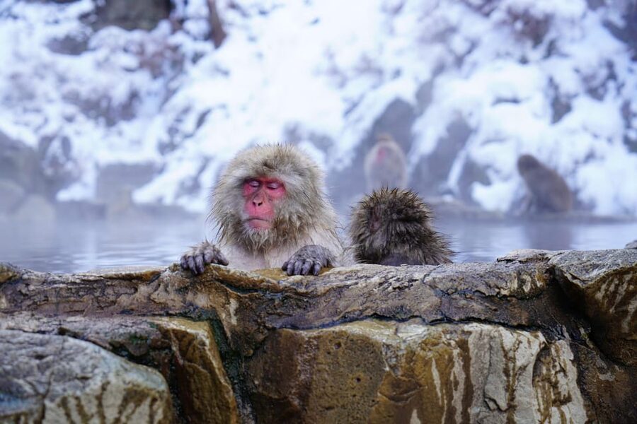 Nagano: Snow Monkeys, Zenkoji Temple & Sake Day Trip - Zenkoji Temple Gives the Day a Spiritual Center