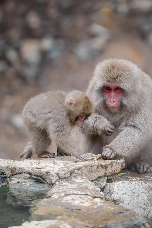Nagano: Snow Monkeys, Zenkoji Temple & Sake Day Trip - Matsushiro Castle Ruins Offer a Samurai-Era Stop