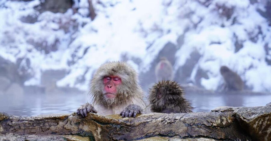 Nagano: Snow Monkeys, Zenkoji Temple & Sake Day Trip - What the Private Car Changes