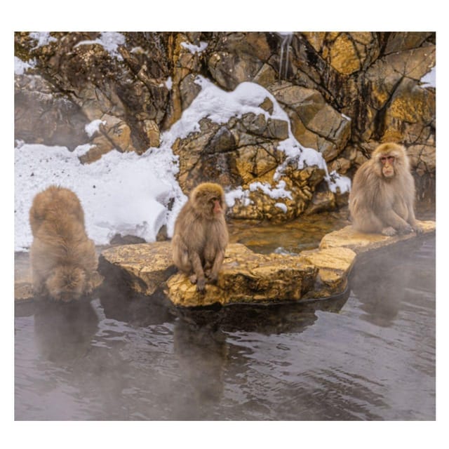 Nagano Tokyo: Snow Monkey Private Day Tour Hotel Pick & Drop - At a glance: what makes this day special