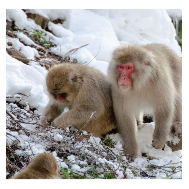 Nagano Tokyo: Snow Monkey Private Day Tour Hotel Pick & Drop - Why the snow monkeys are worth the long drive
