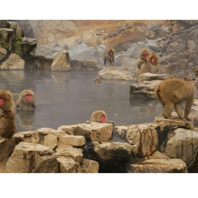Nagano Tokyo: Snow Monkey Private Day Tour Hotel Pick & Drop - Togakushi Shrine and the cedar-lined mountain walk