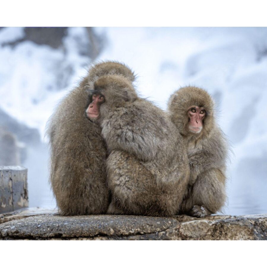 Nagano Tokyo: Snow Monkey Private Day Tour Hotel Pick & Drop - Matsushiro Castle Ruins offer quiet samurai-era history