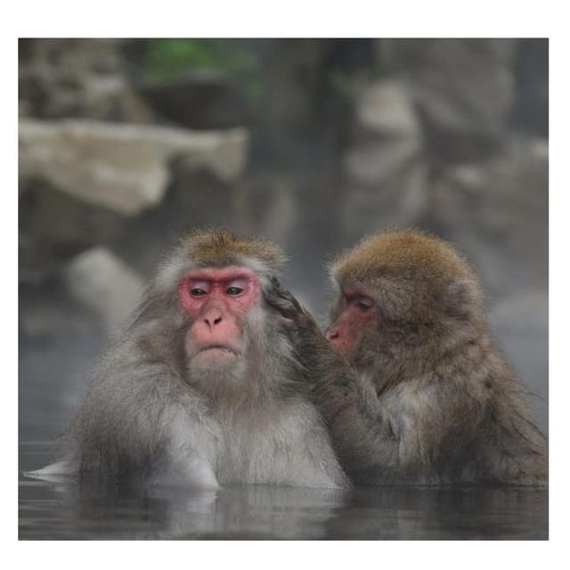 Nagano Tokyo: Snow Monkey Private Day Tour Hotel Pick & Drop - Obuse brings art, sweets, and local character