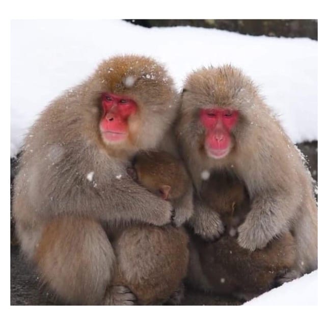 Nagano Tokyo: Snow Monkey Private Day Tour Hotel Pick & Drop - How to use ten hours wisely