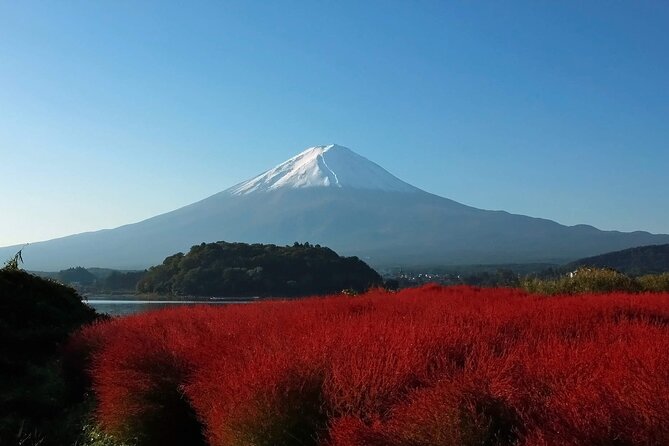 One Day Tour to Oishi Park and Fruit Picking in Mt. Fuji Tokyo - A full day from Shinjuku into Yamanashi
