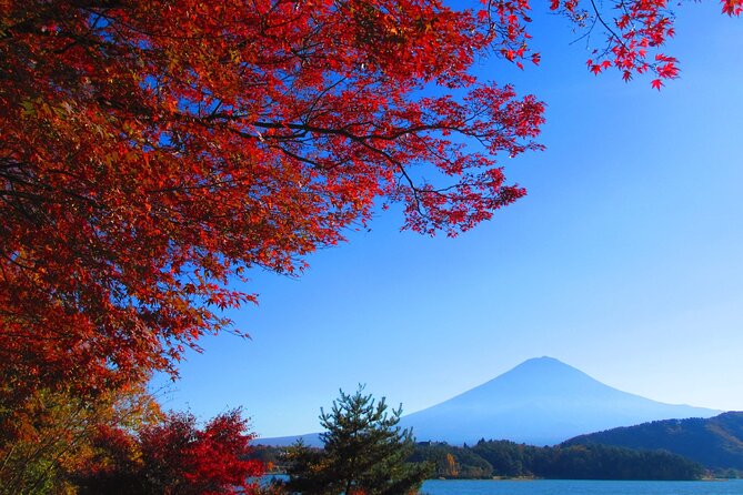 One Day Tour to Oishi Park and Fruit Picking in Mt. Fuji Tokyo - Seasonal fruit picking at the Yamanashi farm