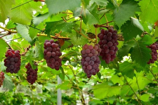 One Day Tour to Oishi Park and Fruit Picking in Mt. Fuji Tokyo - Guides, language, and group size