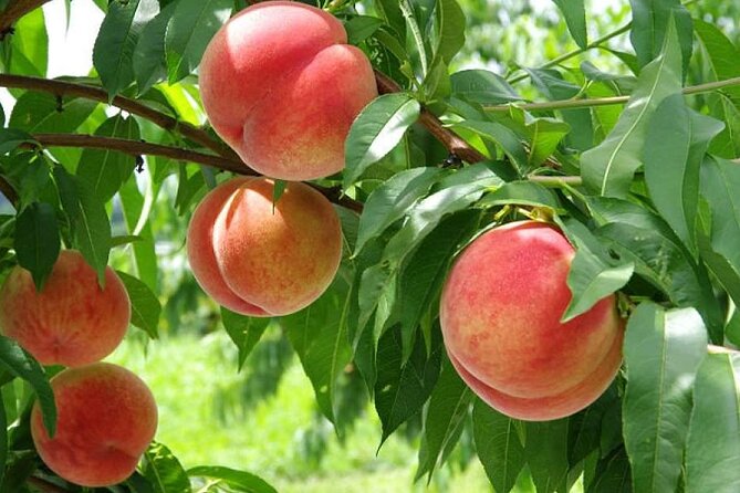 One Day Tour to Oishi Park and Fruit Picking in Mt. Fuji Tokyo - Best seasons for this particular day
