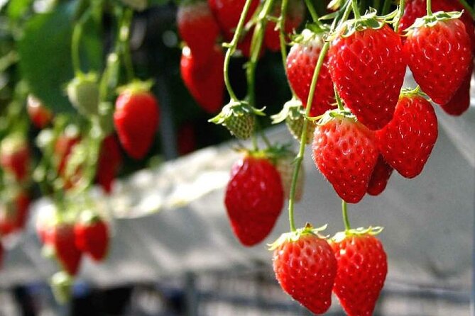 One Day Tour to Oishi Park and Fruit Picking in Mt. Fuji Tokyo - Houtou noodles and a Yamanashi lunch