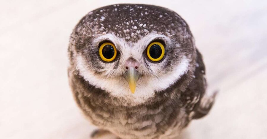 Owl Cafe Tokyo Akiba Fukurou - Key points about the Akiba Fukurou visit