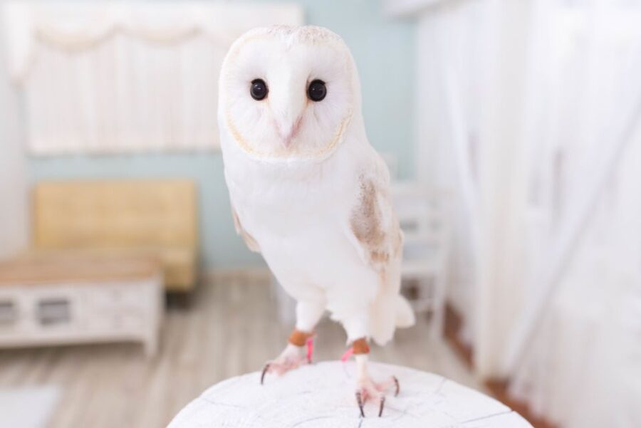 Owl Cafe Tokyo Akiba Fukurou - Meeting owls in the heart of Akihabara