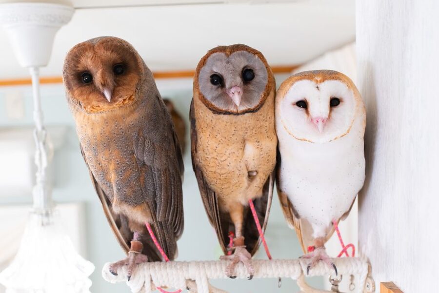 Owl Cafe Tokyo Akiba Fukurou - What it is like to touch and hold an owl