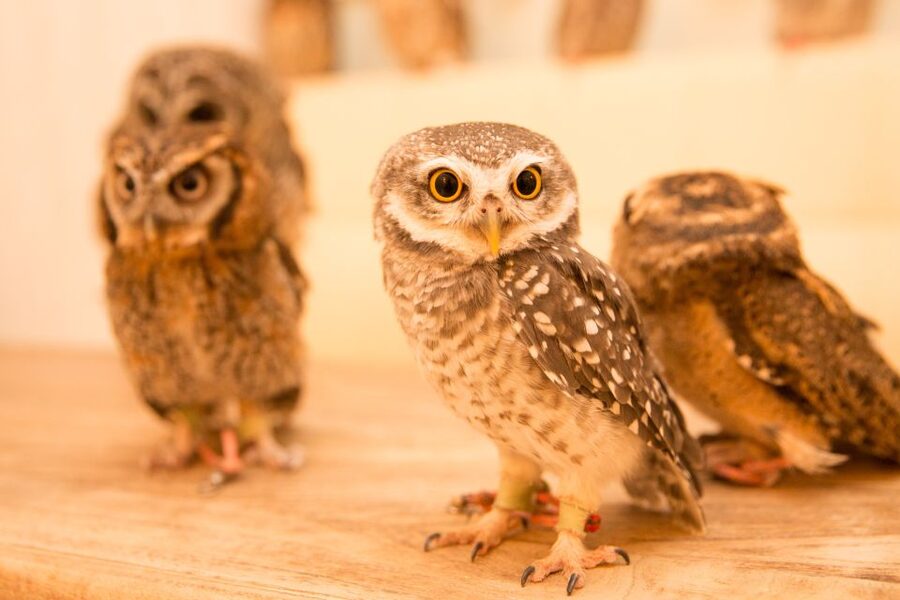 Owl Cafe Tokyo Akiba Fukurou - Why the reserved slot is worth the price