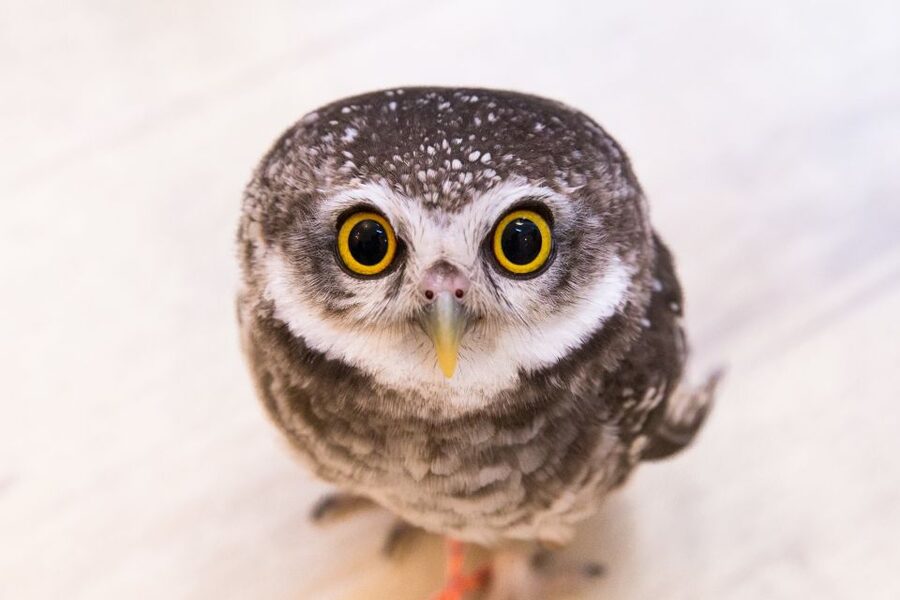 Owl Cafe Tokyo Akiba Fukurou - Location, language, and practical details