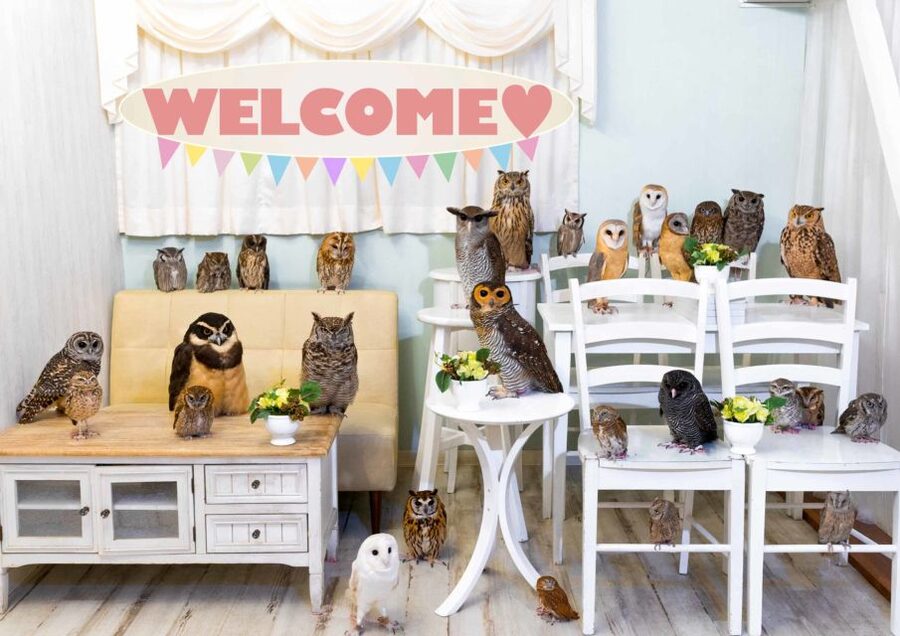 Owl Cafe Tokyo Akiba Fukurou - A 50-minute session with different personalities