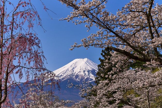 Private tour to Mount Fuji with an English driver from Tokyo - The pace, the car, and the real value