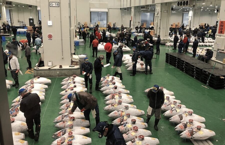 Private Toyosu & Tsukiji Market Adventure with Tuna Auction - Meeting your guide before dawn