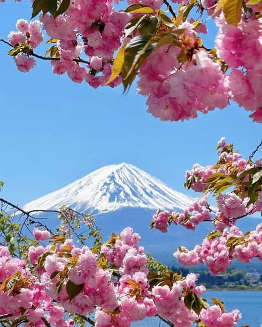 [Seasonal Limited] Mt. Fuji 5th Station &Hot Spring Day Tour - Is $50 good value?