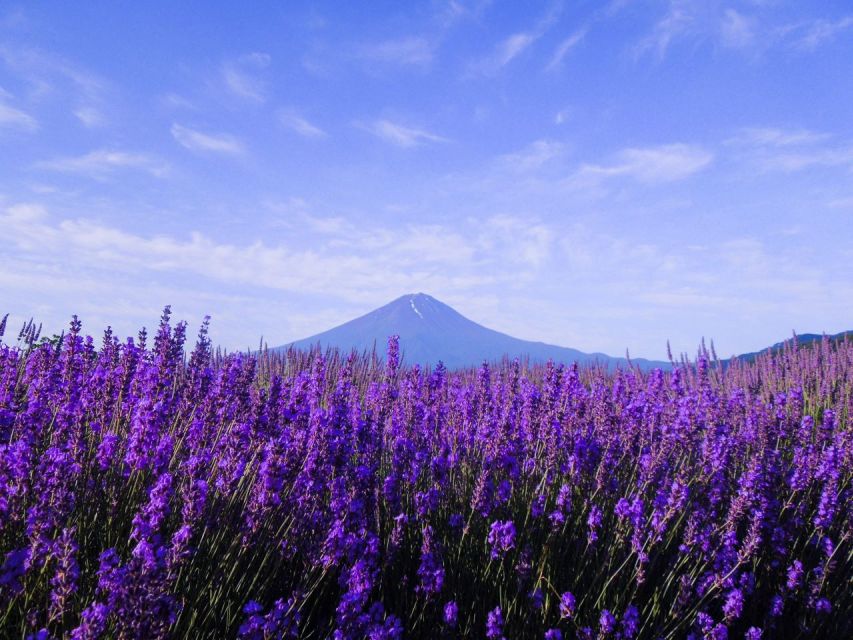 Seasonal Mt. Fuji Scenic Views, Fruit Picking and Ropeway! - Key points to know before booking