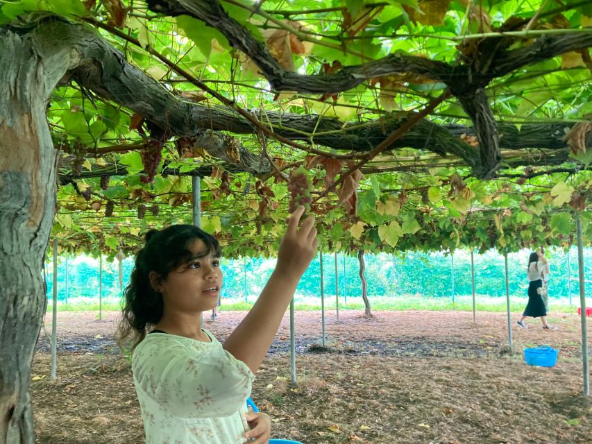 Seasonal Mt. Fuji Scenic Views, Fruit Picking and Ropeway! - Why this Mt. Fuji day trip works